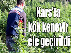 3 bin 552 kök kenevir ele geçirildi
