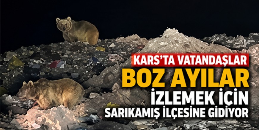 Kars'ta Vatandaşlar Boz Ayıları Görmek İçin Sarıkamış'a Akın Ediyor