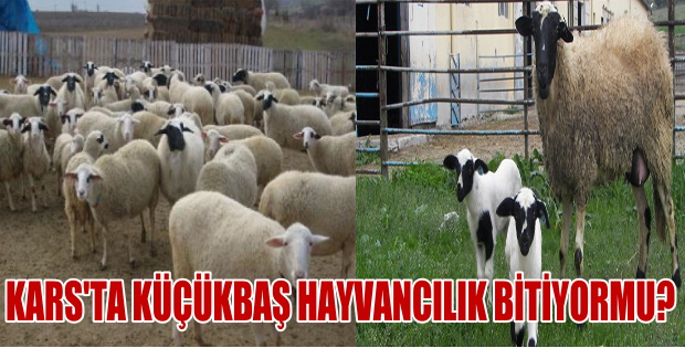 Küçükbaş hayvancılık bitiyor mu?