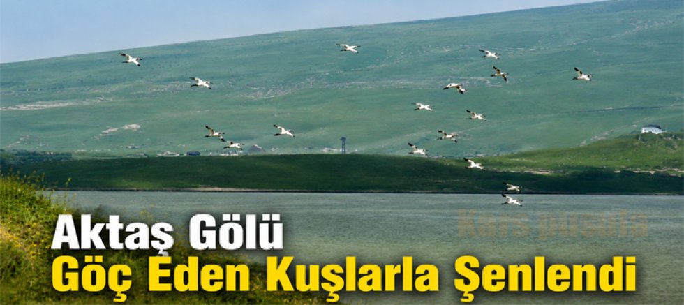 Aktaş Gölü Göçmen Kuşlarla Şenlendi