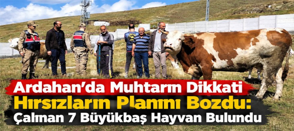 Ardahan’da Muhtarın Dikkati Hırsızların Planını Bozdu Çalınan 7 Büyükbaş Hayvan Bulundu