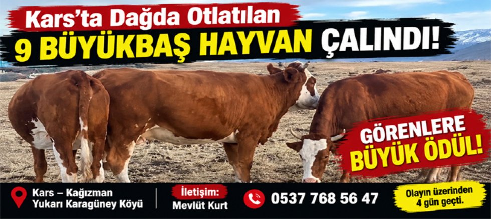Kars’ta Dağda Otlatılan 9 Büyükbaş Hayvan Çalındı Görenlere Büyük Ödül!