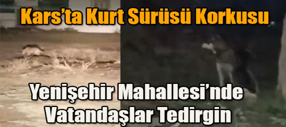 Kars'ta Kurt Sürüsü Yenişehir Mahallesinde Vatandaşlar Tedirgin 