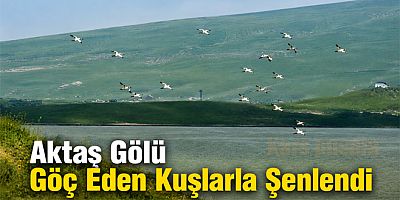 Aktaş Gölü Göçmen Kuşlarla Şenlendi