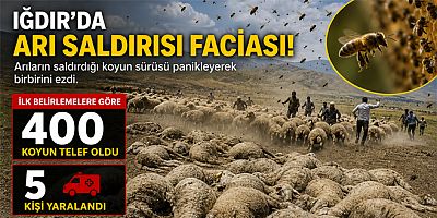 Arılar saldırdı 400 koyun telef oldu 5 kişi de yaralandı