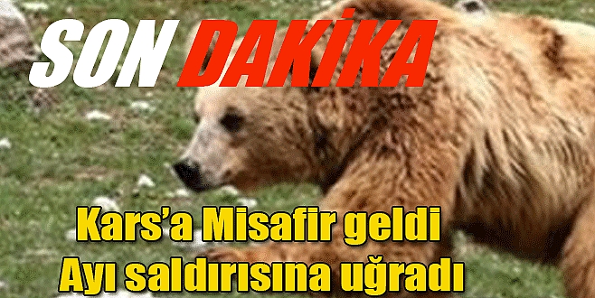 Kars'a Misafir Geldi Ayı Saldırısında Yaralandı