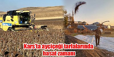 Kars’ta ayçiçeği tarlalarında hasat zamanı