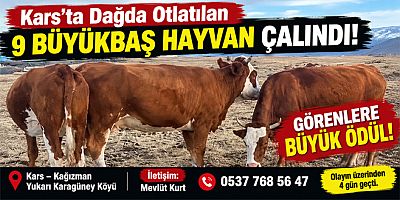 Kars’ta Dağda Otlatılan 9 Büyükbaş Hayvan Çalındı Görenlere Büyük Ödül!