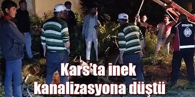 Kars'ta inek kanalizasyona düştü