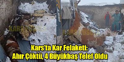 Kars’ta Kar Felaketi: Ahır Çöktü, 4 Büyükbaş Hayvan Telef Oldu