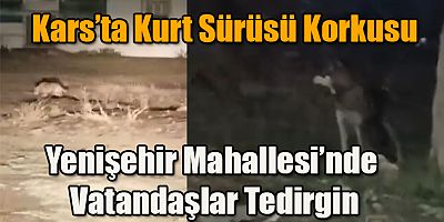 Kars'ta Kurt Sürüsü Yenişehir Mahallesinde Vatandaşlar Tedirgin 