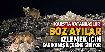 Kars'ta Vatandaşlar Boz Ayıları Görmek İçin Sarıkamış'a Akın Ediyor
