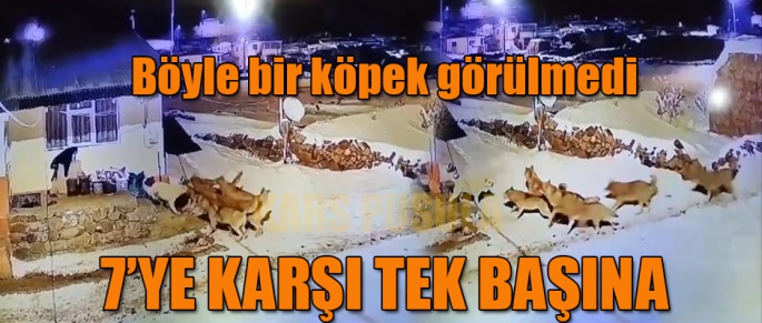 Böyle Köpek Görülmedi 7'ye Karşı Tek Başına