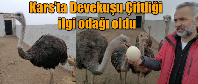 Kars'ta kurulan Devekuşu çiftliği ilgi odağı oldu