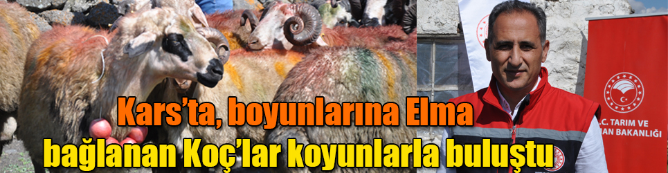 Kars’ta, boyunlarına Elma bağlanan Koç’lar koyunlarla buluştu