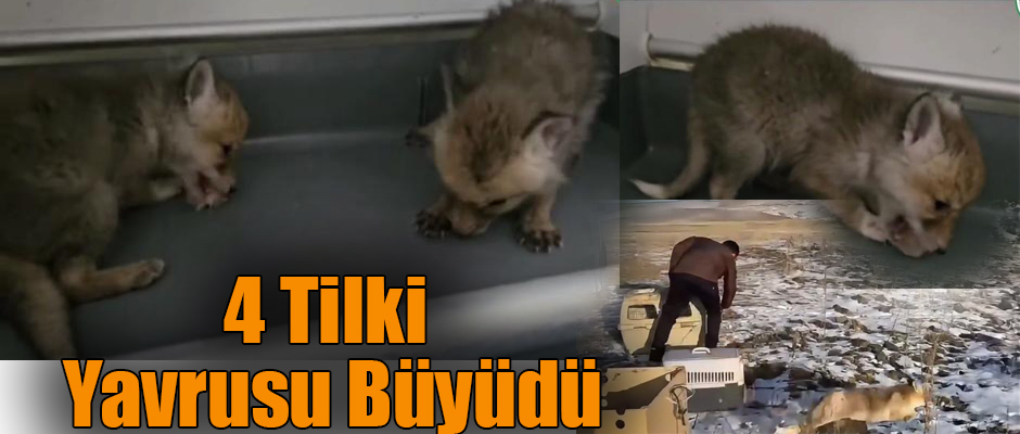 Kars'ta Bulunan Yavru Tilkiler Büyüdüler 