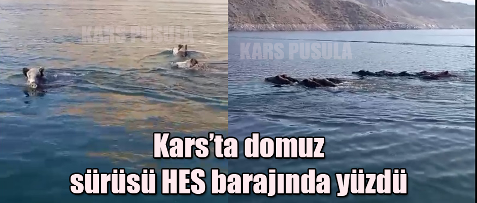 Kars'ta, domuz sürüsü HES barajında yüzdü 