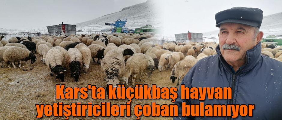 Kars'ta küçükbaş hayvan yetiştiricileri çoban bulamıyor