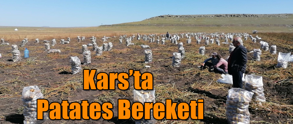 Kars'ta Patates Bereketi