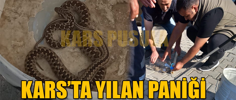 KARS'TA YILAN PANİĞİ